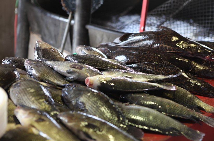 Feira do Peixe Vivo movimenta Mercado Público de Marechal Deodoro