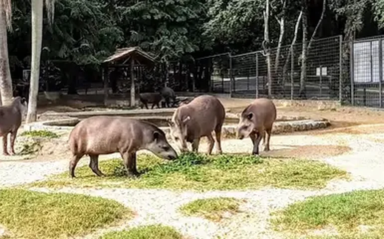 O amor está no ar: zoológico de Washington registra '1º flerte' de pandas