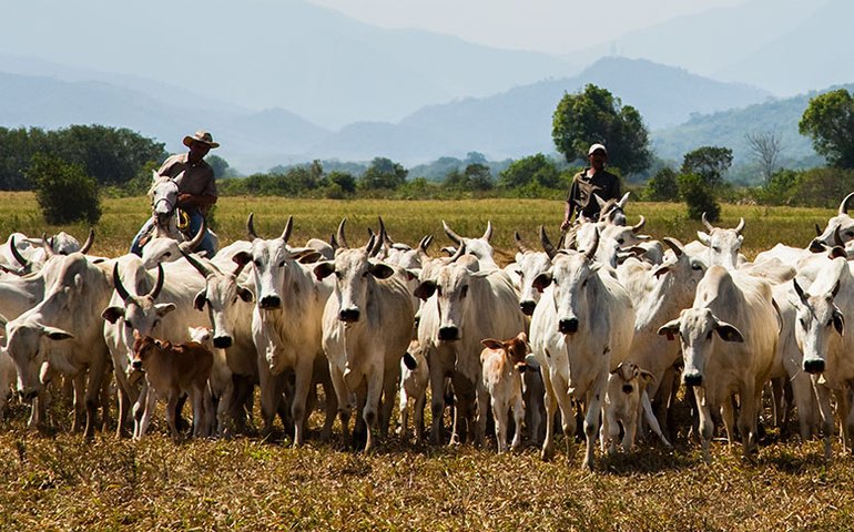 Rebanho bovino cai 3%, mas produção de leite movimenta R$ 1,3 bilhão em Alagoas