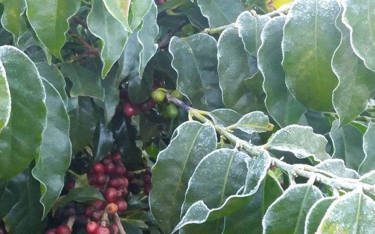 Geadas em 3 Estados prejudicam cafezais