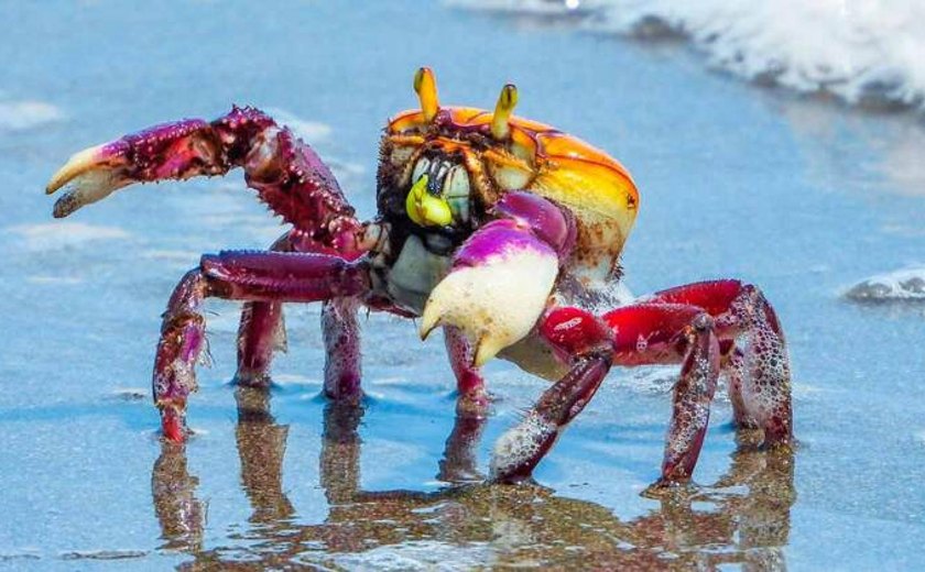 IMA alerta para o período de defeso do caranguejo-uçá em Alagoas