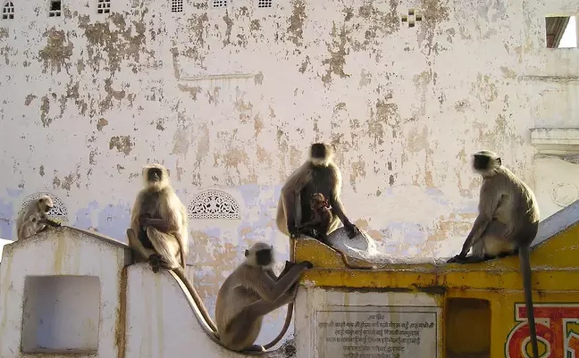 Macacos cercam família e arremessam bebê de 4 meses de prédio