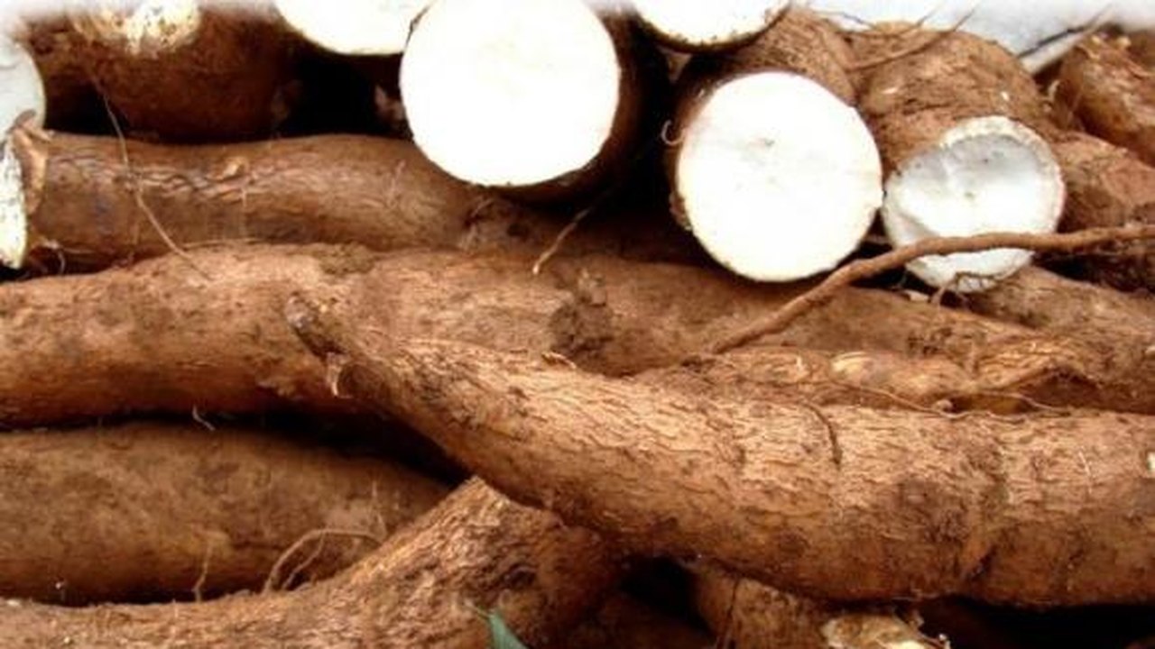 Produtores rurais aprendem sobre cultura da mandioca em dia de campo