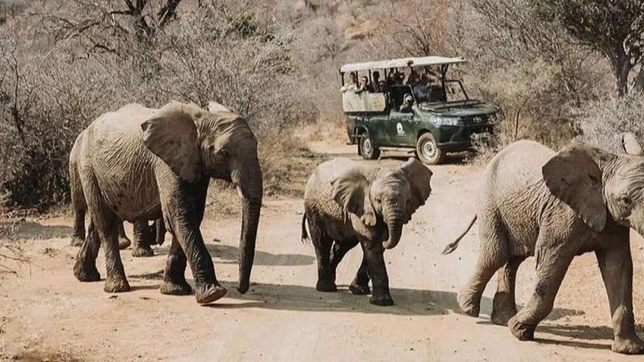 África do Sul: turista morre após ser pisoteado por uma manada de elefantes