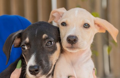 Feira de Adoção de animais acontece na Rua Aberta neste domingo (2)