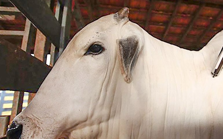 Criador que não conseguiu adquirir vacina da aftosa na etapa de abril poderá solicitar isenção da penalidade à Adeal