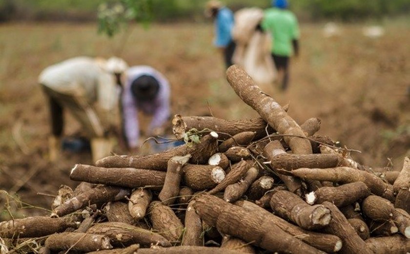 Polo Agroalimentar de Arapiraca está próximo de entrar em atividade