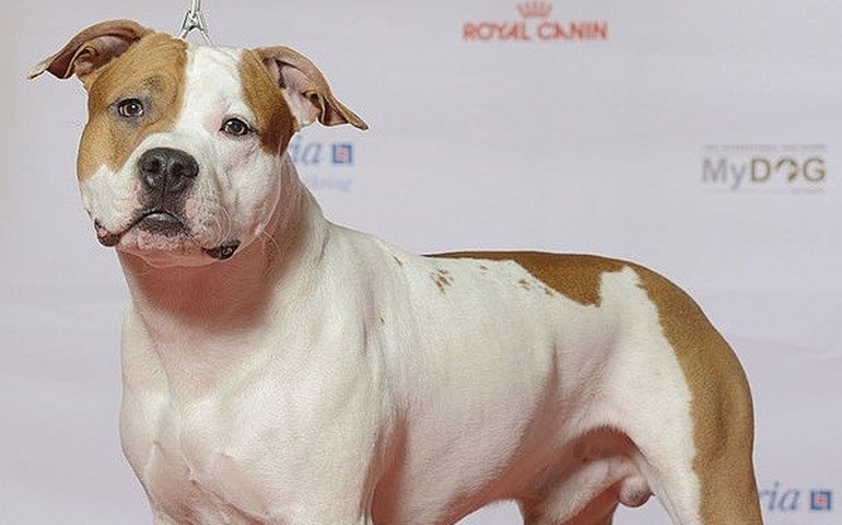 Mulher tem braço amputado após ser atacada por cão no Rio