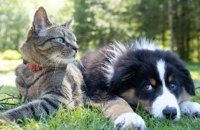 Água é a principal fonte de transmissão de giardíase para cães e gatos