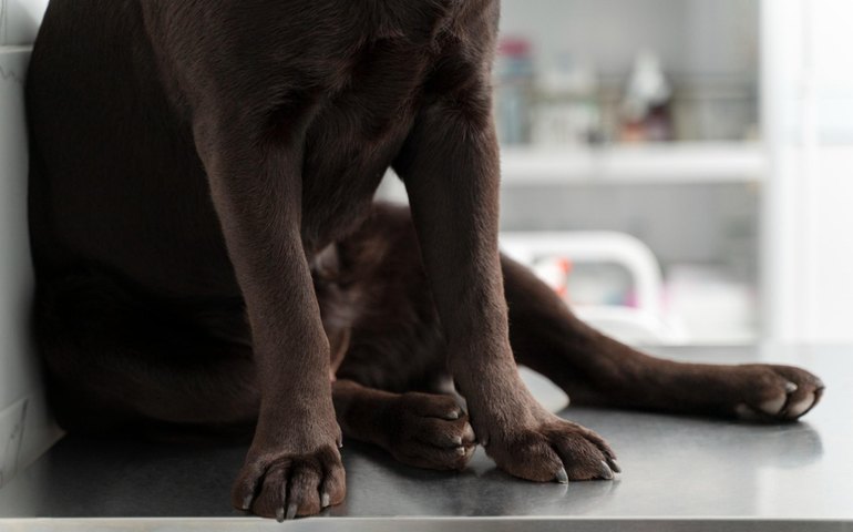 Polícia Civil apura suspeitas de maus-tratos a cães em Viçosa