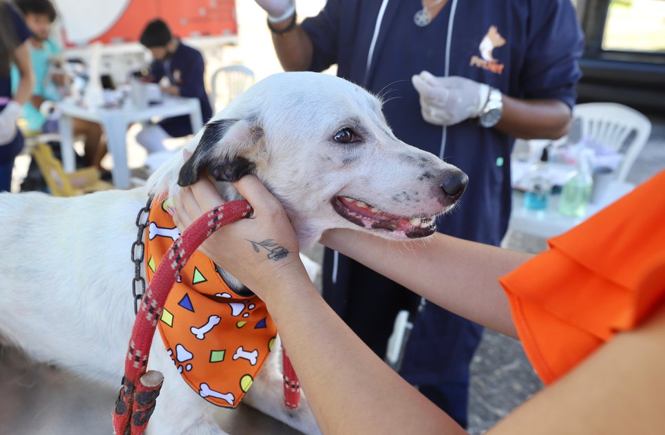 Campanha de adoção de animais oferta consultas, vacinação e outros serviços gratuitos em Aracaju neste sábado; saiba como participar