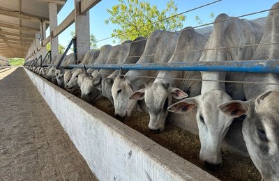 Financiamentos do Banco do Nordeste para pecuária de corte aumentam 135% em Alagoas