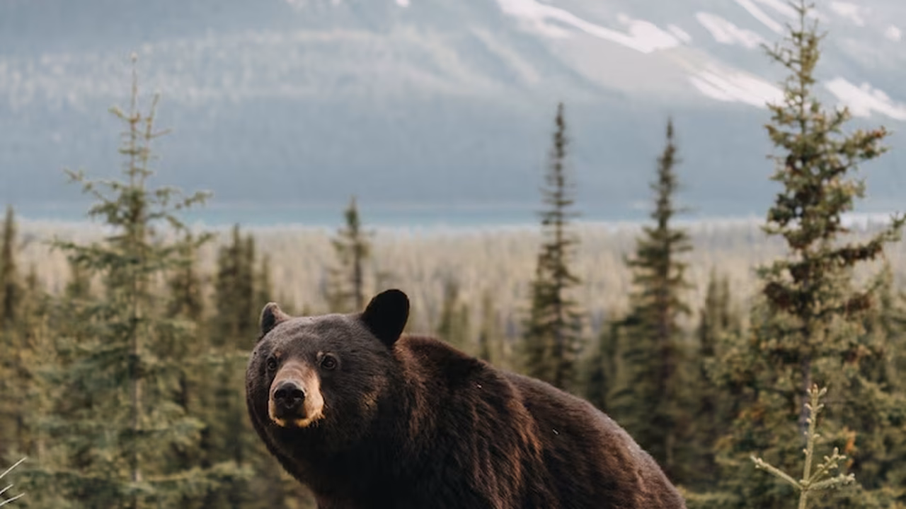 Urso dançador do cano é captado na reserva natural russa de Tunguska