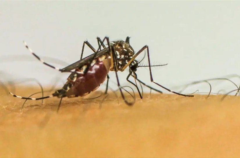 Brasil ultrapassa 1 milhão de casos prováveis de dengue em 2025