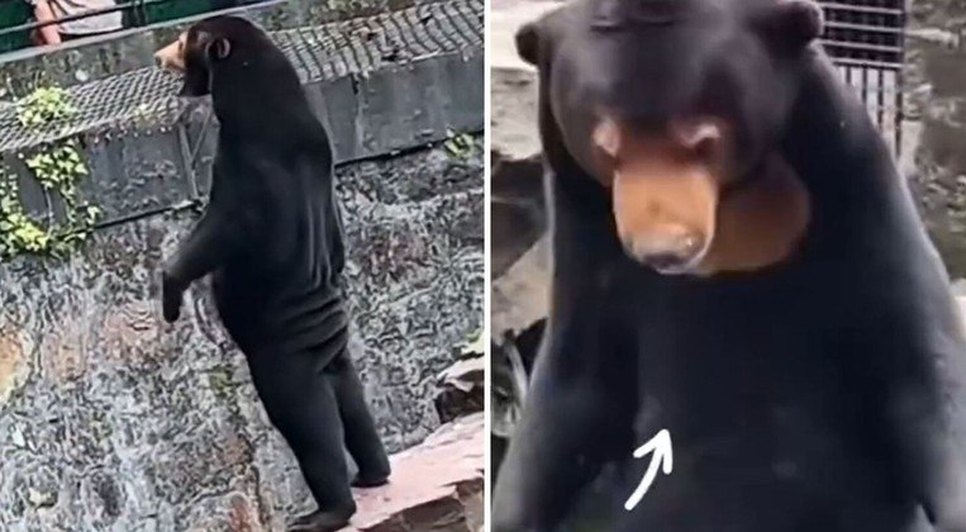 ursos-zoologico-china-pessoas-fantasia-31072023160442967