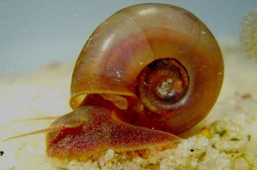 Saúde de Macieó alerta para prevenção, diagnóstico e tratamento da Esquistossomose