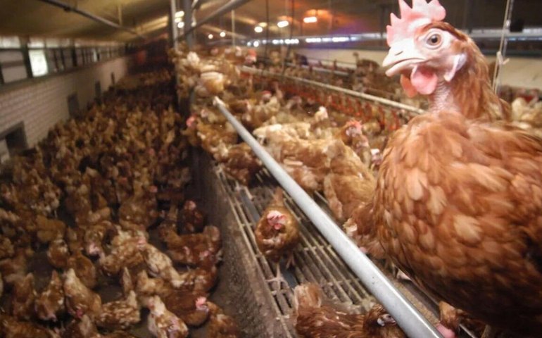 Secretaria de Agricultura desmobiliza barreiras sanitárias contra a gripe aviária no RS