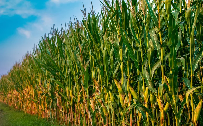 Avanço do enfezamento do milho acende alerta no campo; UPL apresenta solução inédita contra a doença