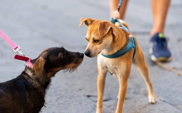Comissão discute inclusão de vacinas a animais domésticos no Programa Nacional de Imunizações