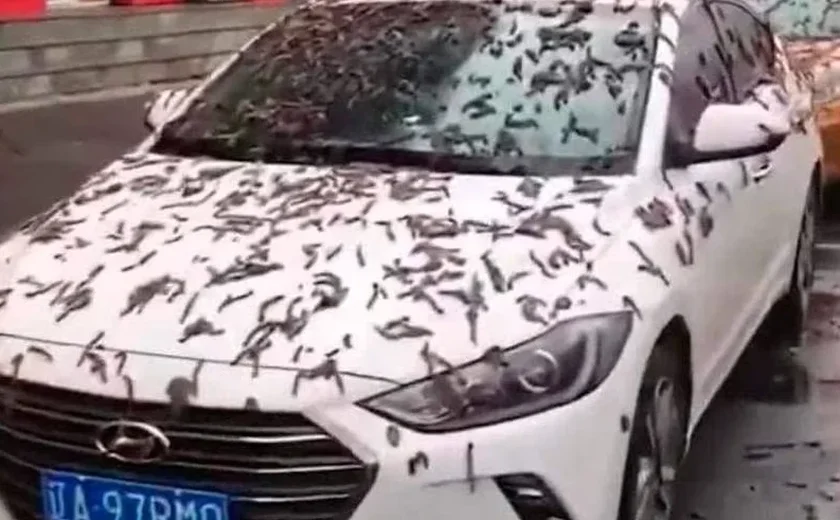'Chuva de vermes' na China: o que explica o fenômeno?
