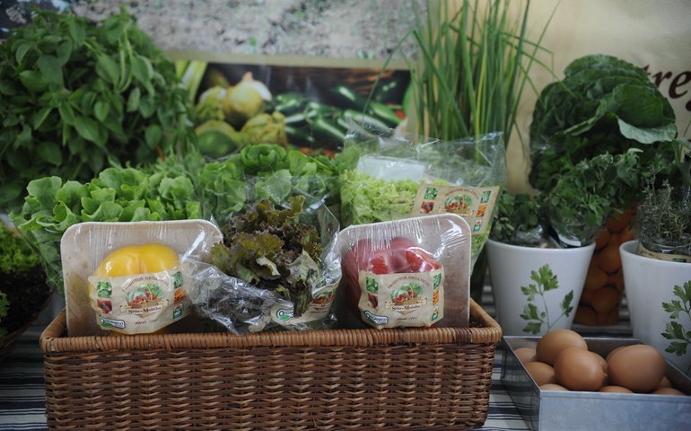 Com onda de calor, vale tudo para proteger frutas e legumes do sol escaldante; veja fotos