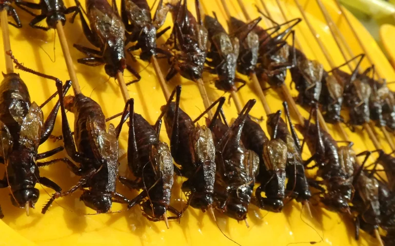 Itália aprova para consumo humano primeira farinha de grilos moídos