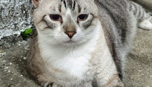 gata Mel