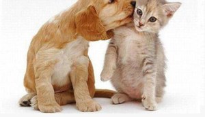 animais adoção