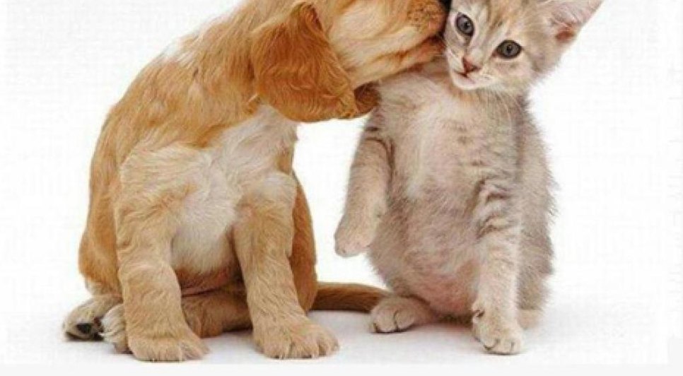 animais adoção
