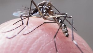 mosquito