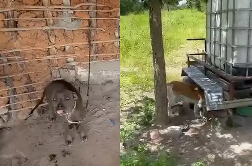 Sem água e comida, cães são resgatados em Dois Riachos após denúncia