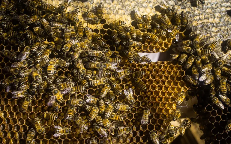 Caminhão tomba e liberta milhões de abelhas nos Estados Unidos