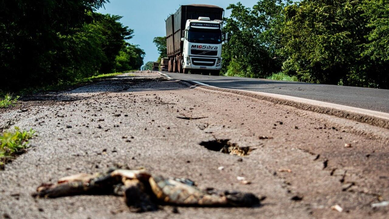 BR-262: A rodovia da morte para animais silvestres no Pantanal (FOTOS)