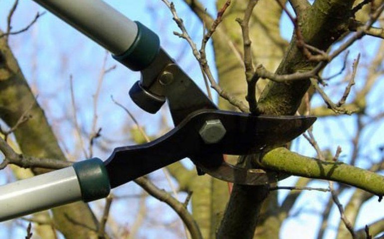 Poda e supressão de árvores: Desenvolvimento Sustentável orienta como realizar serviço da maneira correta