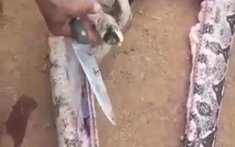 Jiboia de seis metros engole carneiro e assusta moradores