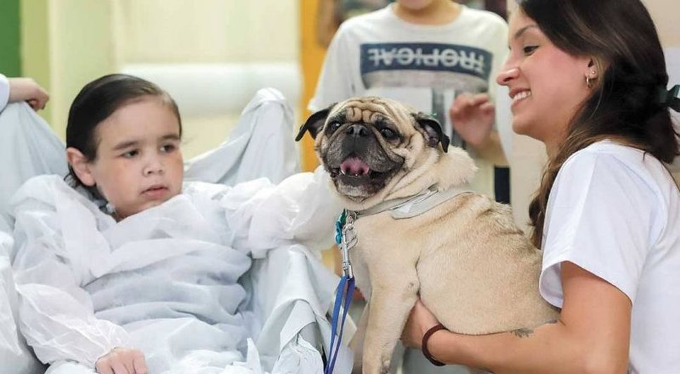 ANIMAIS EM HOSPITAIS