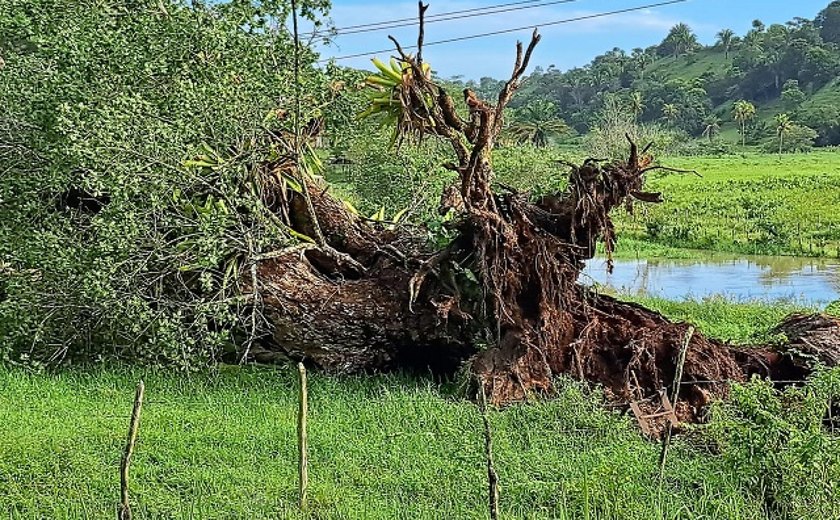Árvore cai sobre rede elétrica e paralisa captação de água do Pratagy