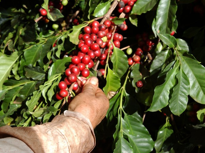Colheita e pós-colheita definem qualidade e valor do café brasileiro, aponta especialista