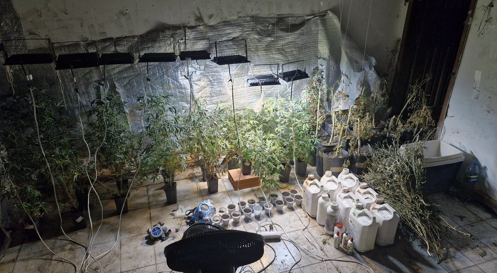 Estufa de maconha clandestina / Foto: Foto: Ascom PM/SE