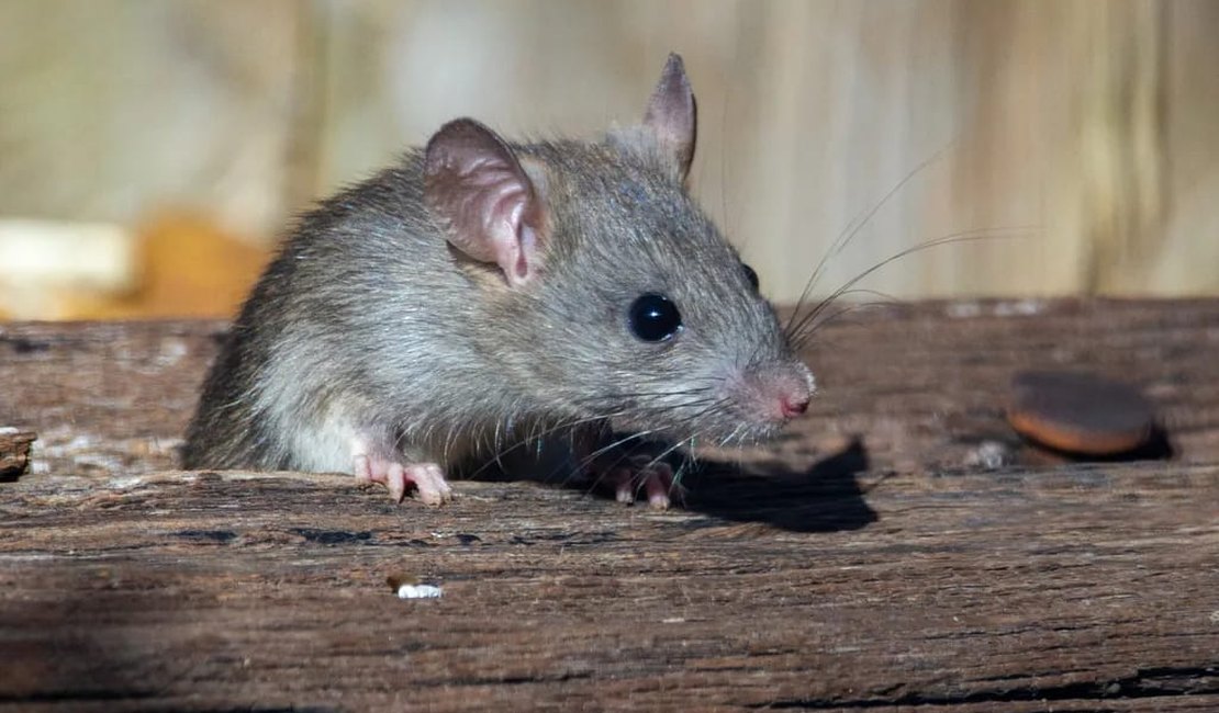 Cientistas editam DNA de roedores e avançam milhões de anos em descobertas