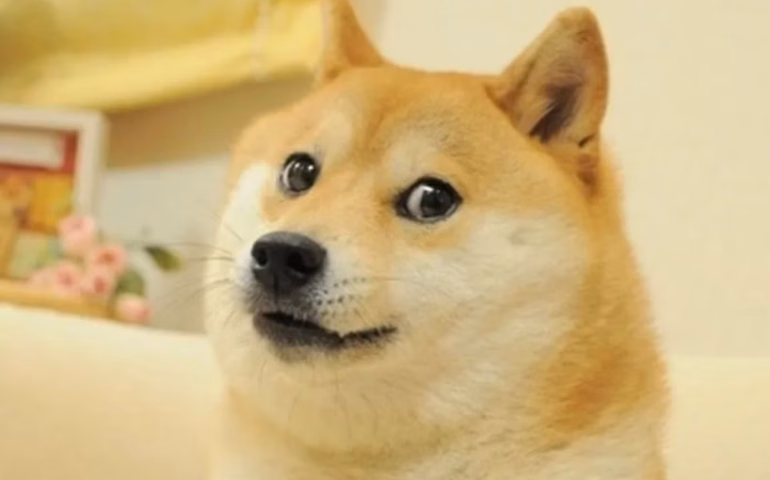 Morre Kabosu, cadela celebridade que inspirou memes e criptomoeda