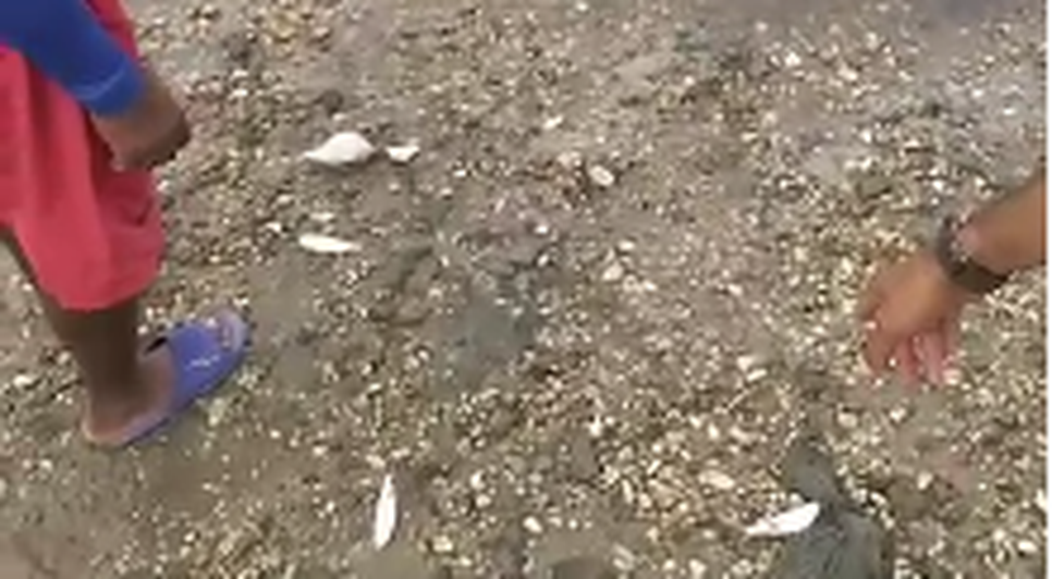 peixes mrtos no rio do sal