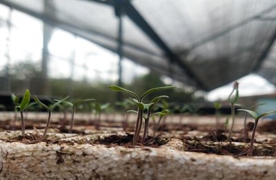 Arapiraca Verde: Prefeitura produz mudas para arborização do município