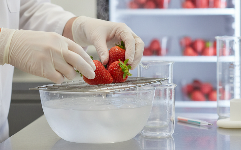 Morangos 'eternos': saiba como prolongar a durabilidade na geladeira