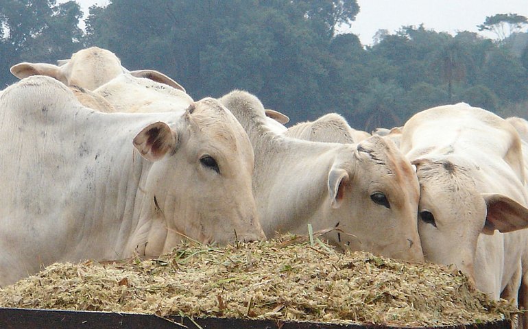Ministério da Agricultura investiga morte de centenas de animais após uso de vacina
