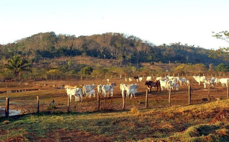 STF mantém lei que limita compra de terras por empresas estrangeiras