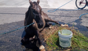Cavalo debilitado com sinais de maus tratos é encontrado em acostamento da Rodovia SE-100 na Barra dos Coqueiros / Foto: Imagem cedida para a redação do Portal A8SE