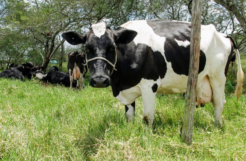 vaca