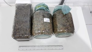 apreensão maconha