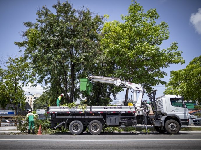 Em três meses, Alurb efetuou mais de 2.800 podas e supressões de árvores em Maceió